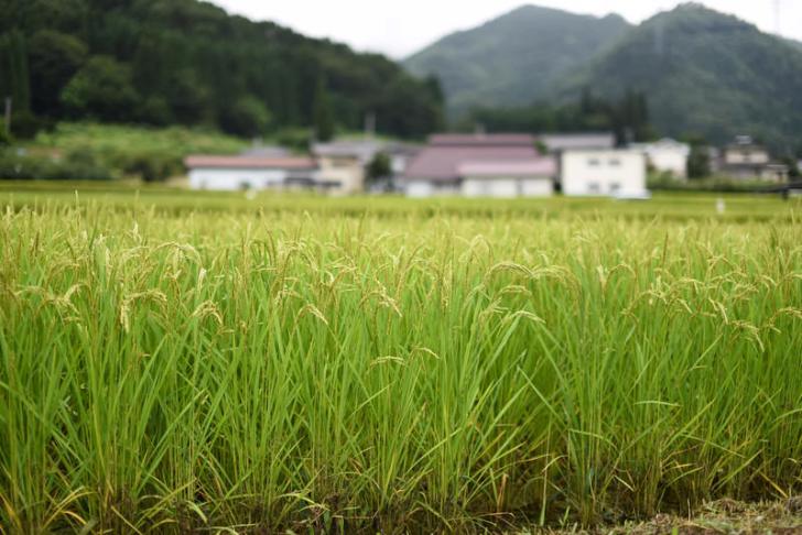 農家「汗水流して働くぞ」→農林…画像